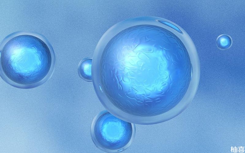 放置两枚胚胎到一管会使细胞受损