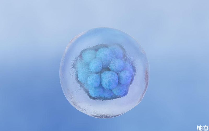 胚胎分为四个等级