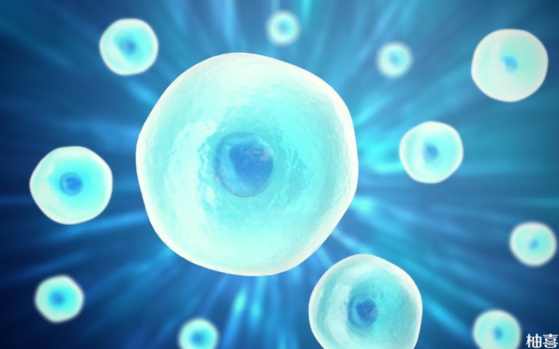 精子质量影响胚胎培养成功率