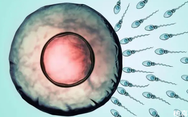 一代试管婴儿的胚胎比自然受孕的胚胎更难在宫腔生存吗？