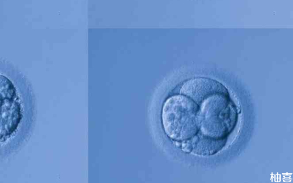 五枚鲜胚都是优质的为什么在实验室都养不成囊胚呢？