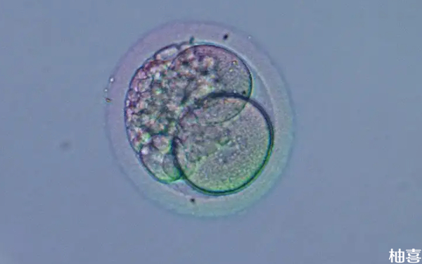 7c1胚胎属于什么等级？质量怎么样？
