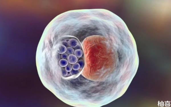 二代试管用短效长方案当月可以移植囊胚吗？