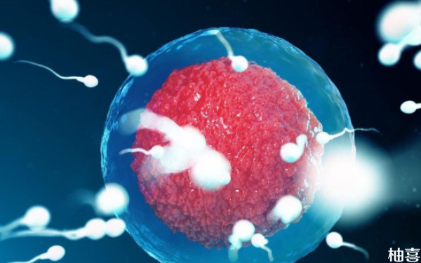 二代试管拮抗剂方案移植囊胚还是鲜胚取决于什么哪方面？