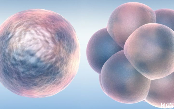 天津医科大总医院三代试管移植囊胚成功率多少？