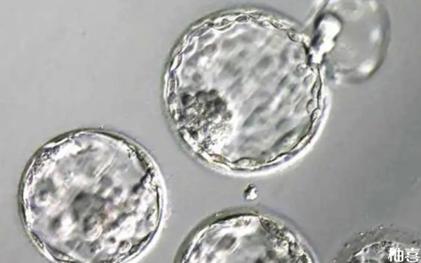 2024北京301医院胚胎染色体检查结果多久出？