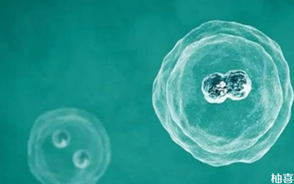 2024大坪医院试管哪个医生取卵移植鲜胚最好？