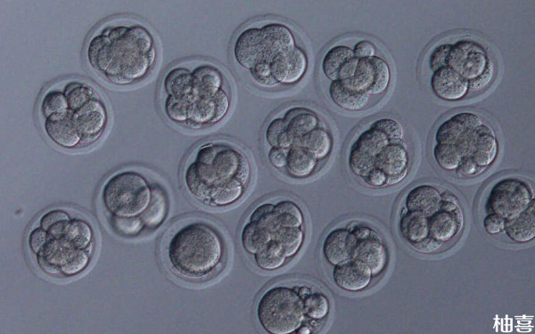 2024长治和平医院冷冻胚胎是生殖科哪个医生做的？