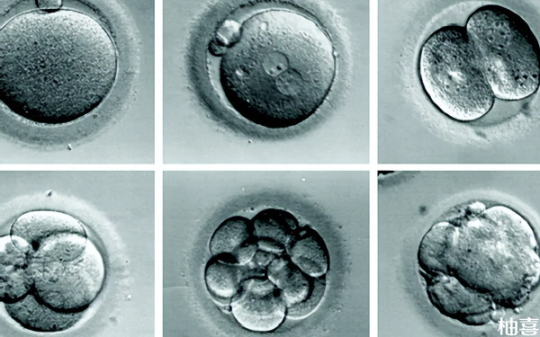 沈阳204医院移植胚胎是哪个生殖医生好？