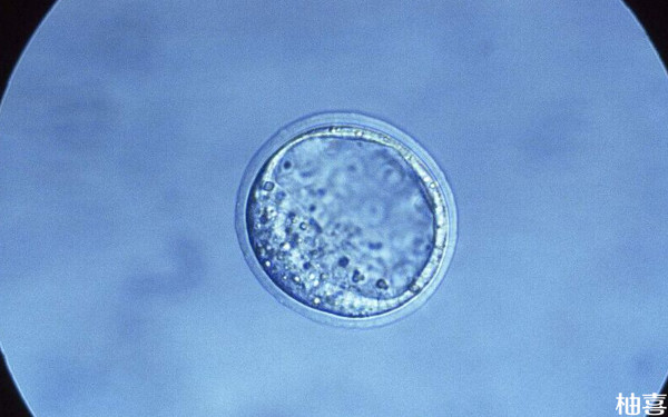 沈阳202医院胚胎培养前检查什么？