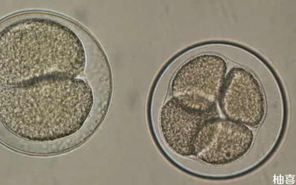42岁试管取了5个卵一般能成功几个胚胎？