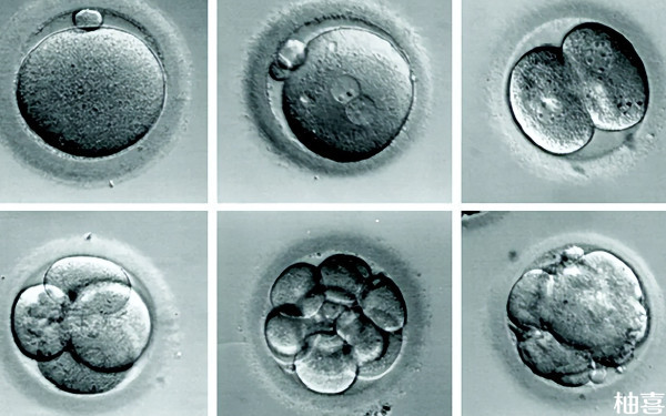 39岁取了9个卵能配成几个胚胎？