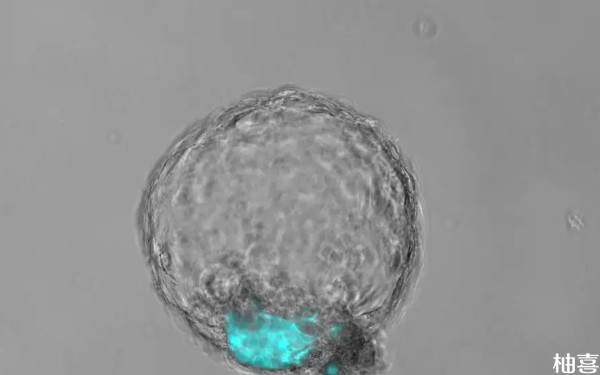 两公分的腺肌瘤可以移植冷冻卵裂期胚胎吗？