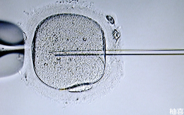 2024供卵试管被骗法律管吗？