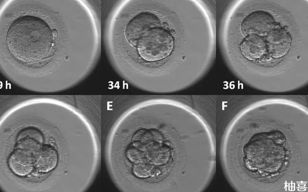 一代试管D5的4bc囊胚怎么样？
