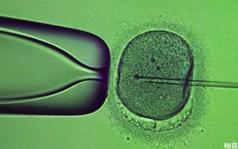 一级胚胎养囊成功率在70%-80%