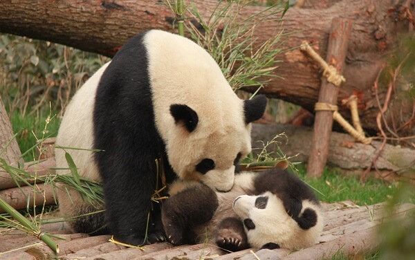 孕妇梦见熊猫象征意义分析，预测生男孩为7大寓意之一