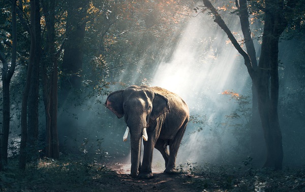 胎梦新解：孕妇梦见大象的9种征兆深度解析