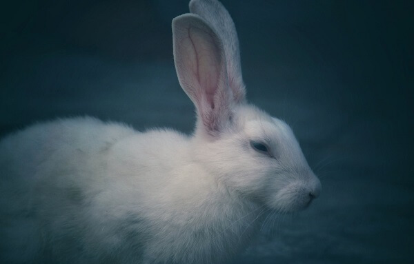 孕妇梦见兔子解读：7大相关情形下的梦境含义一览
