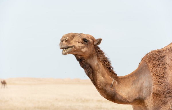 胎梦解读：孕妇梦见骆驼未必是生男生女的兆头