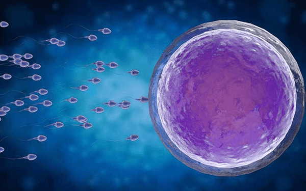 促卵泡生成激素是什么?决定着精子与卵子发育及成熟