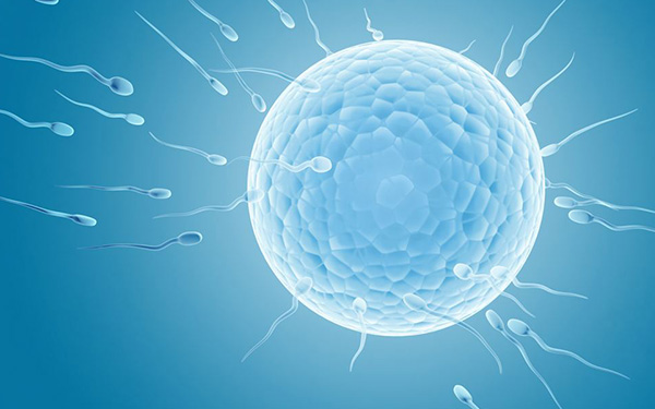什么叫鲜胚移植?在试管移植过程中我们应该如何取舍