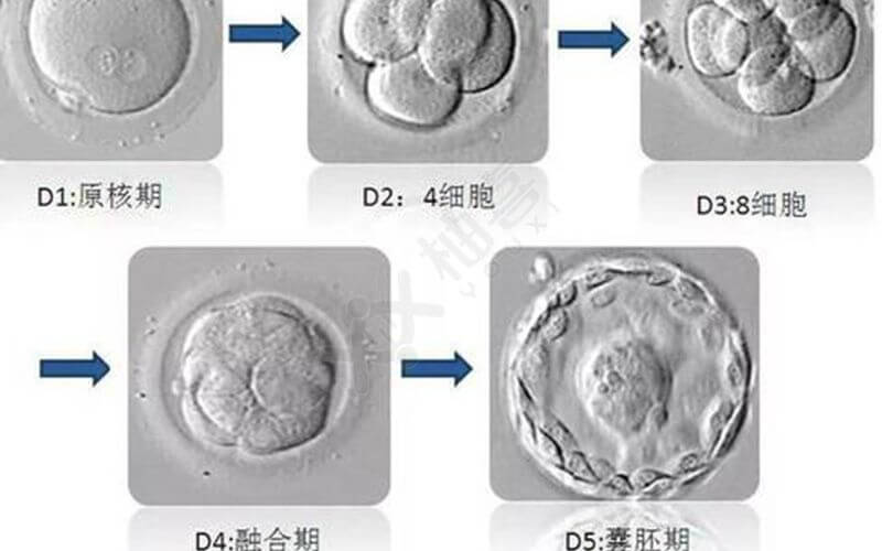试管囊胚的发育过程图