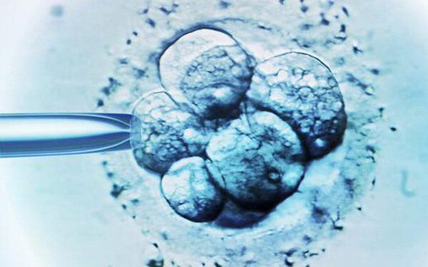 冻胚移植成功率高吗?医生:生理条件、胚胎质量才是关键