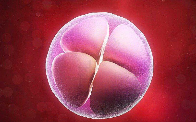 囊胚移植一个还是两个