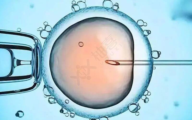 鲜胚移植第二天胚胎在干嘛
