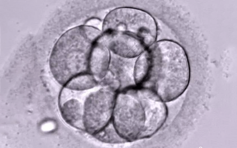 优质D3胚胎图片