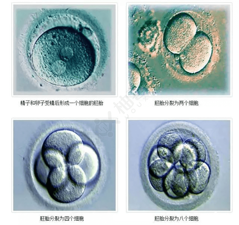 8细胞胚养囊成功率