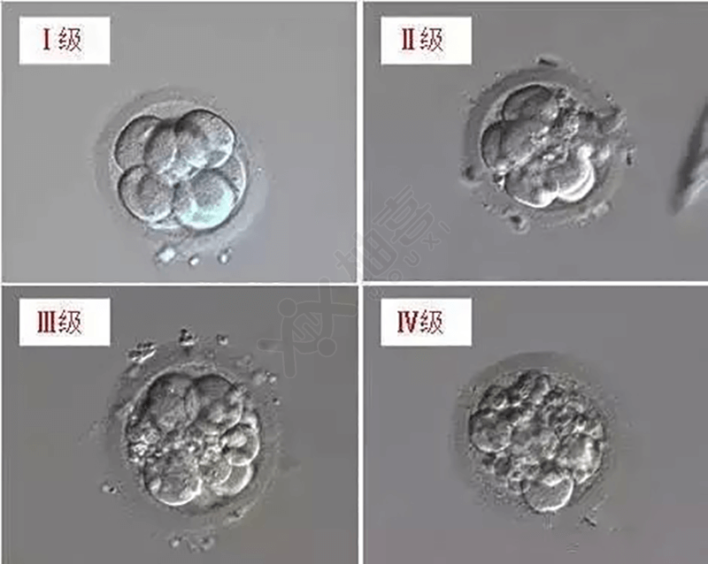 D3胚胎等级怎么分