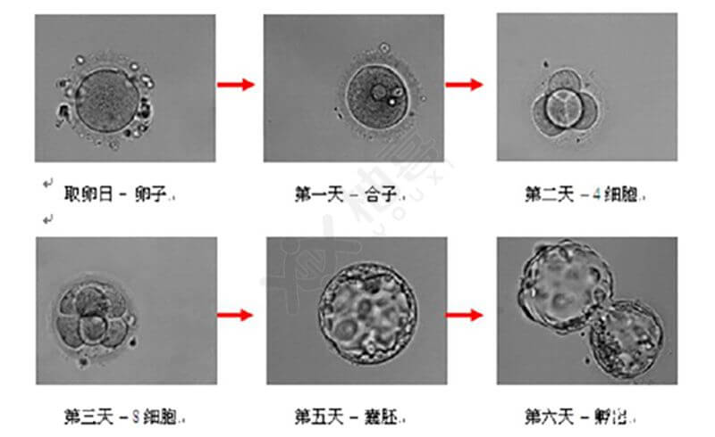 囊胚培养的过程