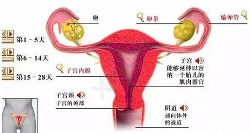 养护子宫内膜的方法