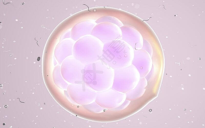 正在发育中的胚胎