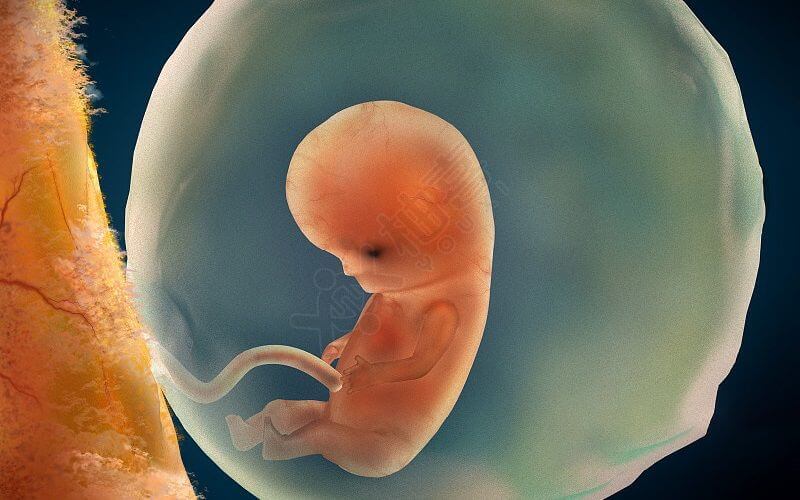 胚胎中发育的孩子