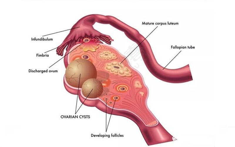卵巢生理结构图