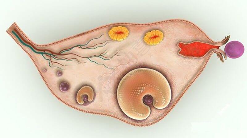 多囊卵巢的科学释疑
