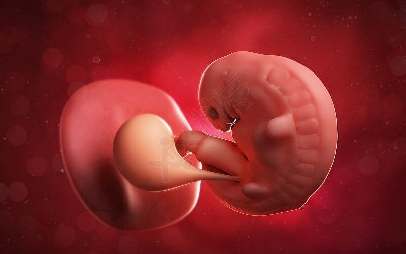 胚胎发育成胎儿图