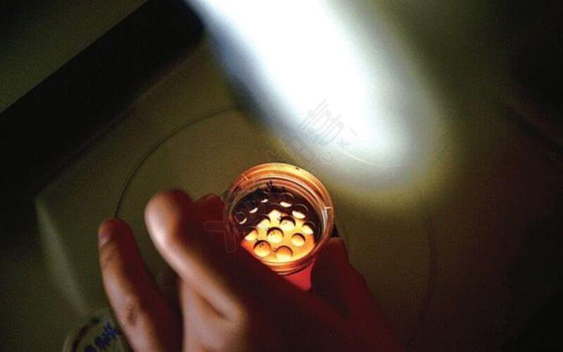 医护人员在检测胚胎