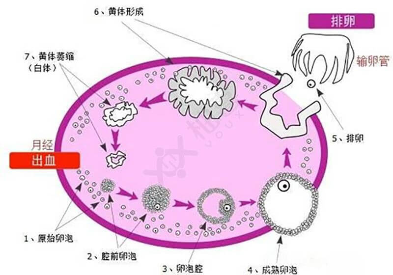 卵泡细胞成熟过程