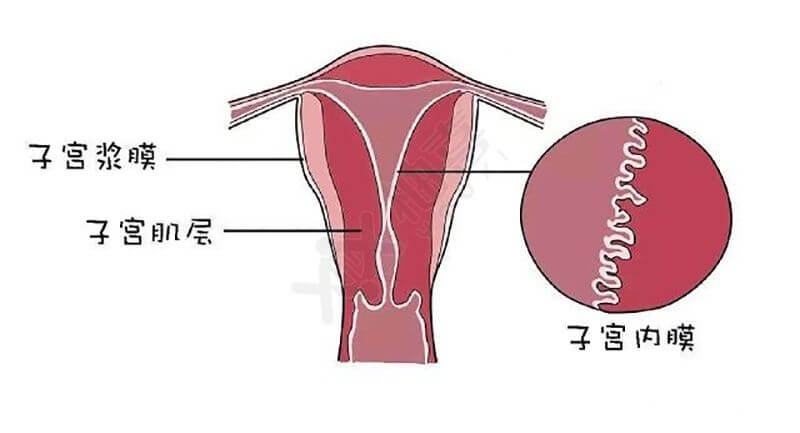正常排卵期的子宫内膜厚度再8-12mm