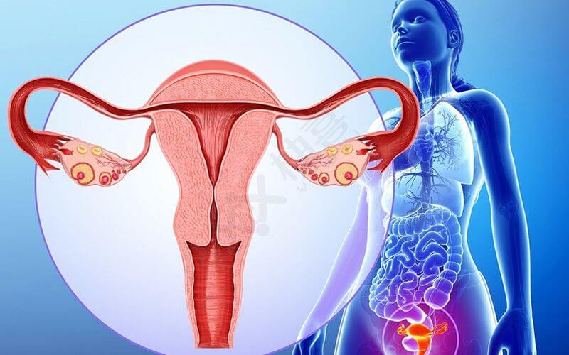 自然月经周期中子宫内膜薄的女性较为常见