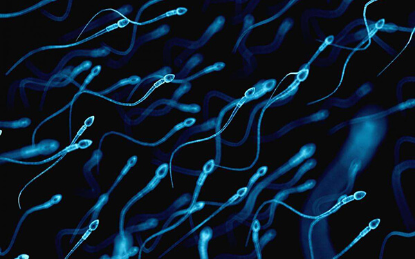男方精子AB级<20%，胎停育后必做哪些检查项目？