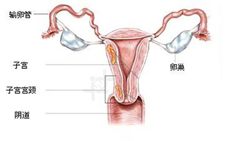 宫腔粘连试管婴儿怀孕