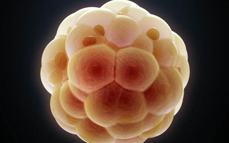 胚胎会导致胎停育
