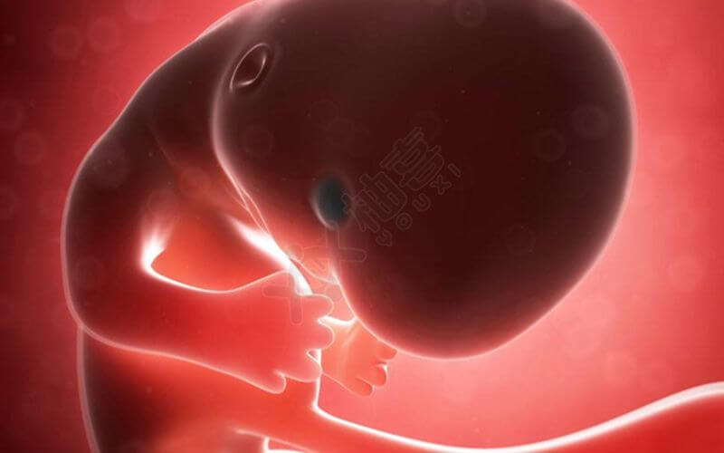 胚胎停育是什么