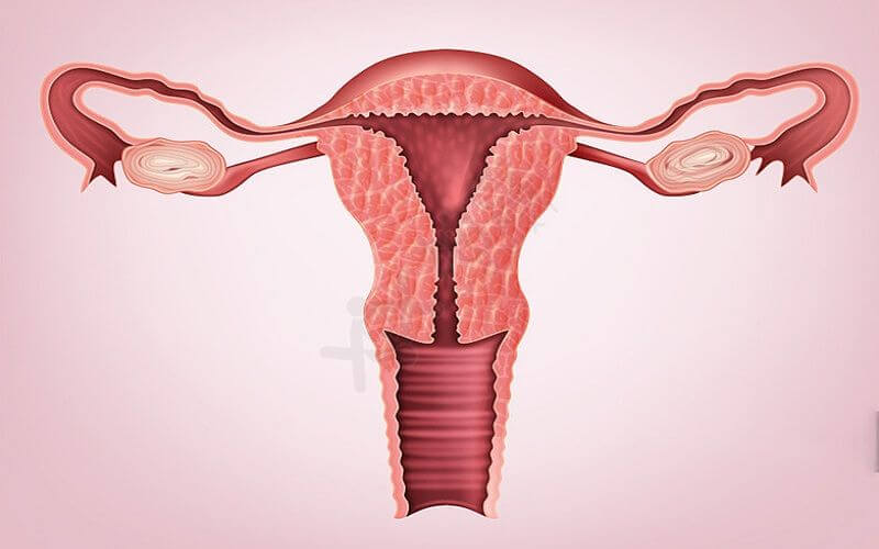 子宫是女性最重要的生育器官