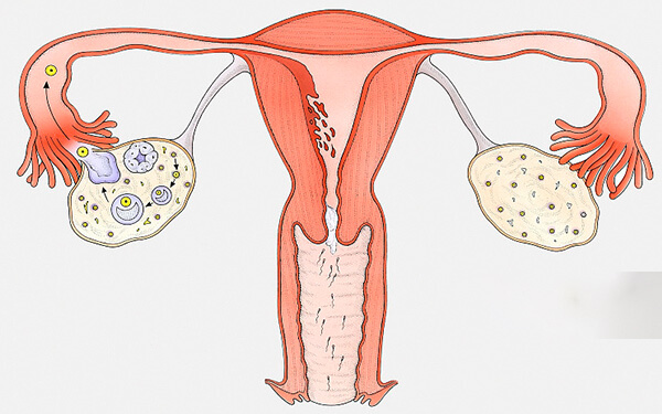 单侧输卵管切除会导致女性排卵数量变少吗？